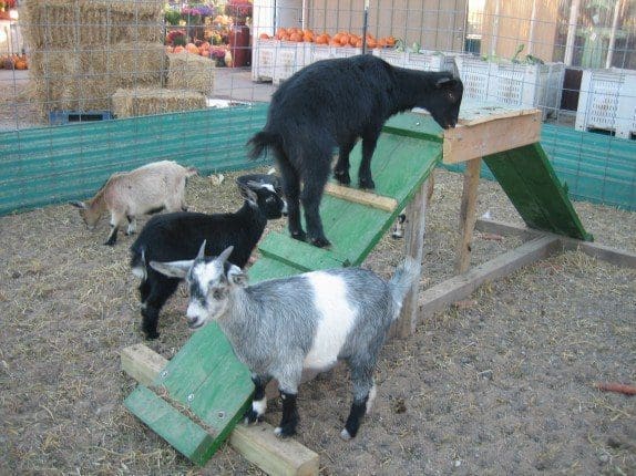 Pahl's Market Petting Zoo