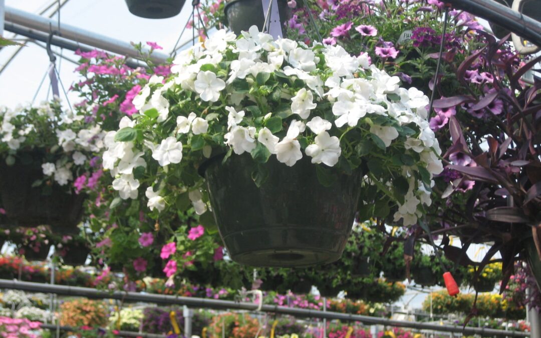 10″ Hanging Basket