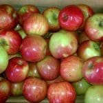 Minnesota Apples