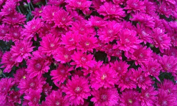 Pahl's Market Garden Mums