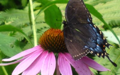 Butterfly feeding on an Echinacea planted by Pahl’s