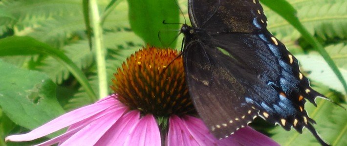 Butterfly feeding on an Echinacea planted by Pahl’s Butterfly feeding on an Echinacea planted by Pahl's