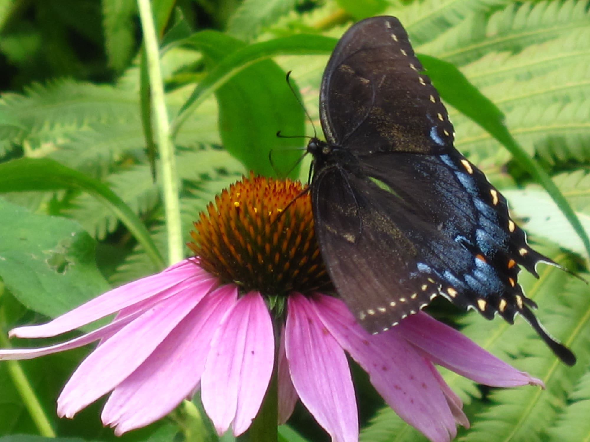Butterfly feeding on an Echinacea planted by Pahl's