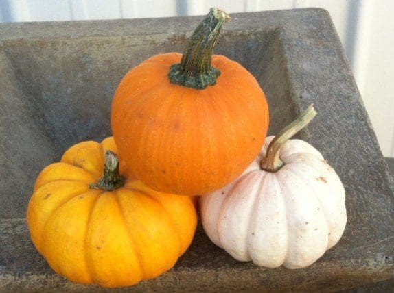 Pahl's Jack B Little, We Be Little, and Baby Boo Pumpkins