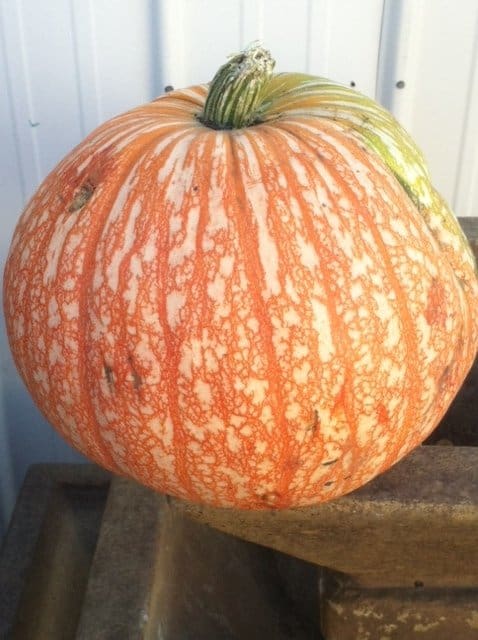 Pumpkins Aren’t Just Orange Anymore… Pahl's La Estrella Pumpkin