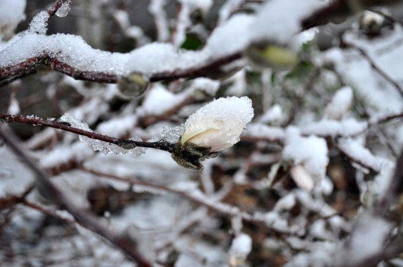 Preparing Plants for the Long Winters Nap