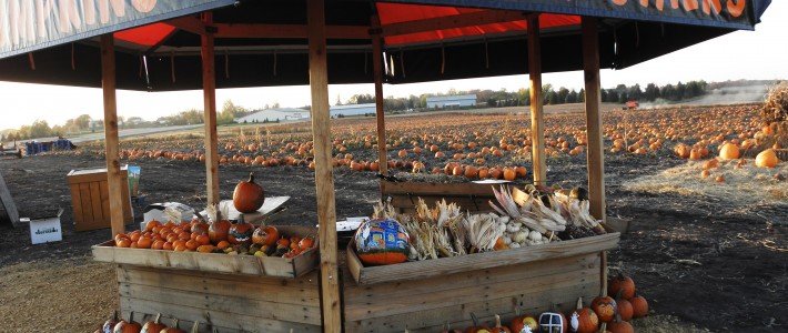 From Spectacular to Spooky Pahl's Market Pumpkin Patch