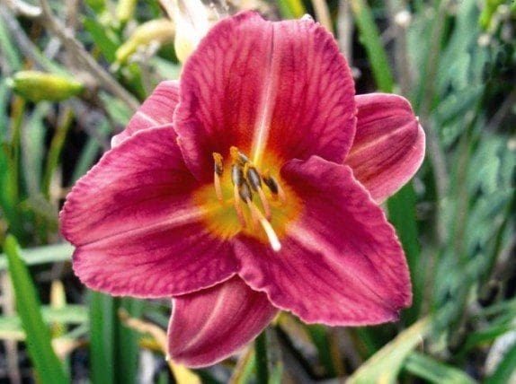 Pahl's Rosy Returns Daylily