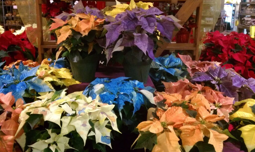 Poinsettia