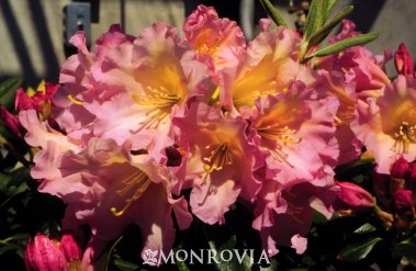 Shrub_Rhododendron Hoopla