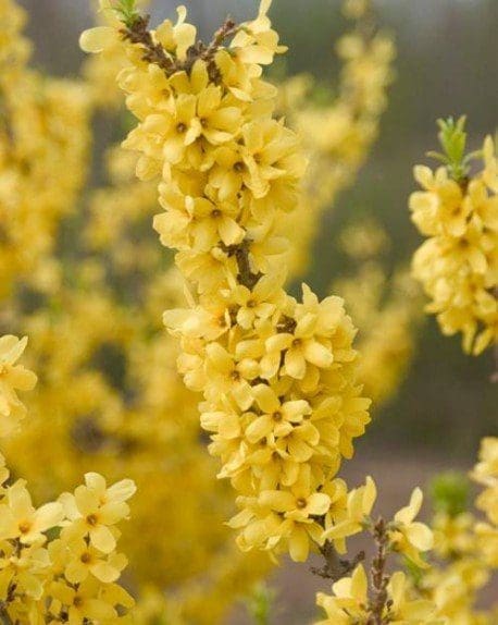 Pahl's Forsythia Gold Cluster