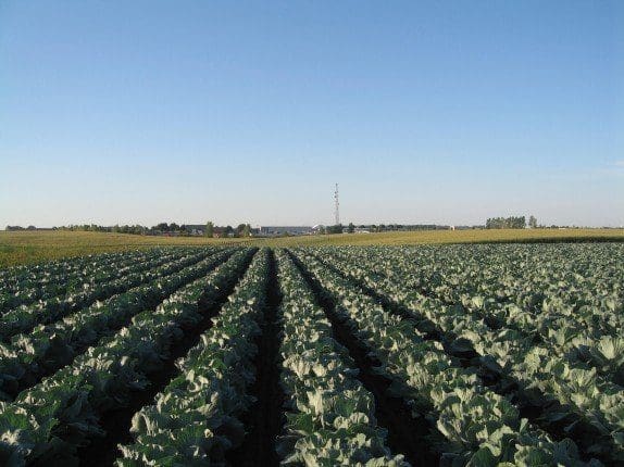 Successful Cabbage Transplants