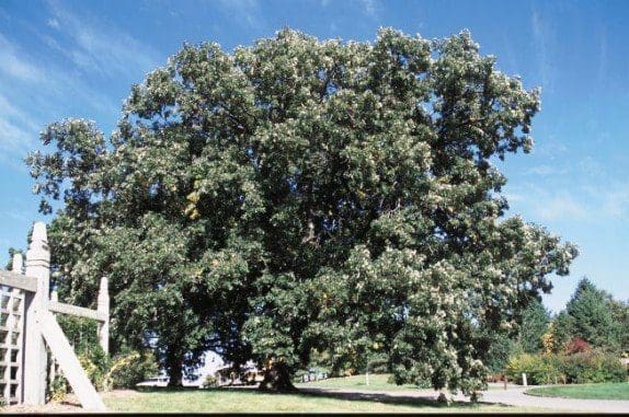 Bur Oak Tree