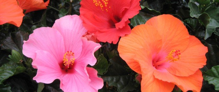 Hibiscus does not have to be limited to houseplant status Tropical_Hibiscus