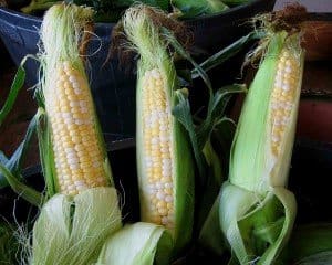The wait is over! Pahl's Market Corn