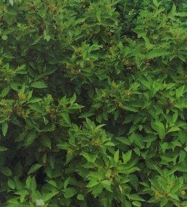 Firedance Dogwood in Summer Landscape