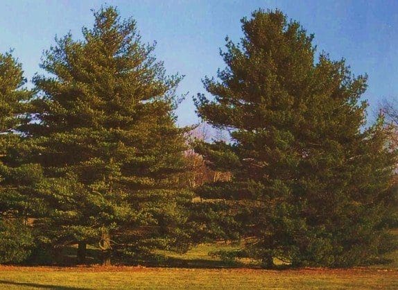 Eastern White Pine: an Evergreen for all Seasons