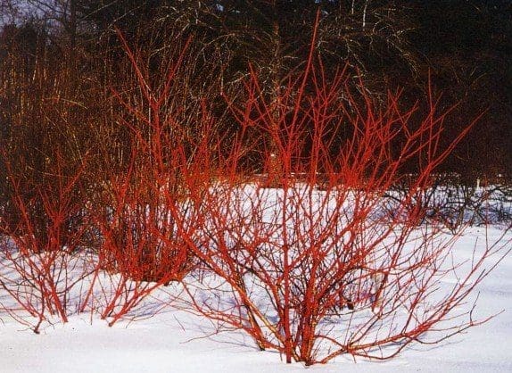 Red-Oiser Dogwood in Winter Landscape