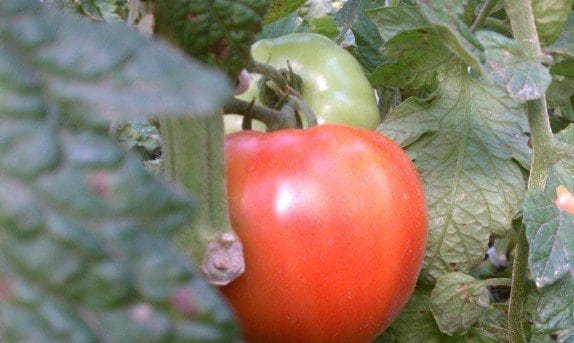 Pahl's Market Tomato Plant